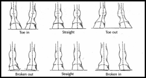 Hoof Care Balance and Angles in Foal Trimming