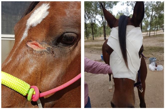 Golden Honey Healing Ointment is applied on cotton wool gauze under a bandage