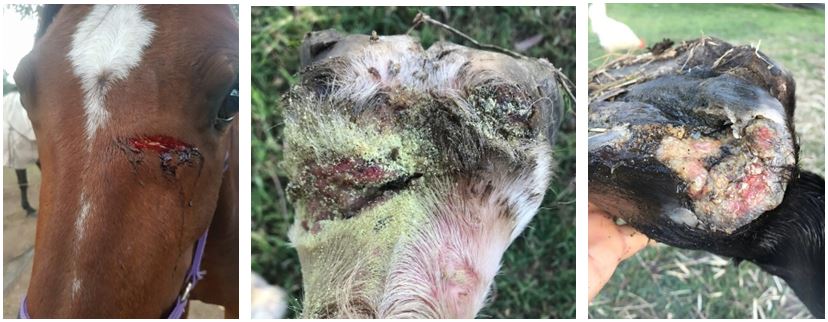 Equine First Aid: Handling Level 3 Wounds in Horses