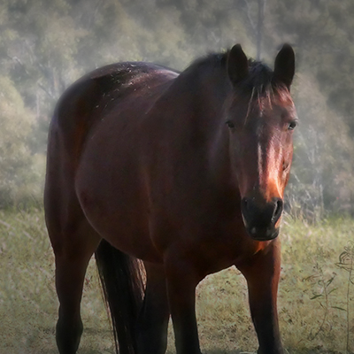 Welcome - My Horse Supplies