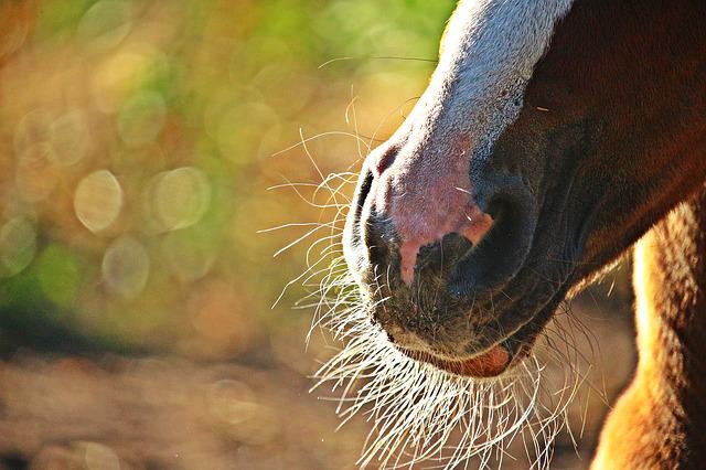 Ban on Removing Horse Whiskers