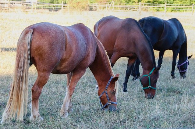 Deworming horses