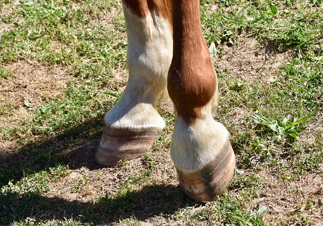 Seedy Toe: How to Provide First Aid for Your Horse