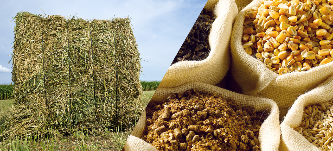 Forage Only vs. Grain Only or Combination: Which is Best for Your Horse?