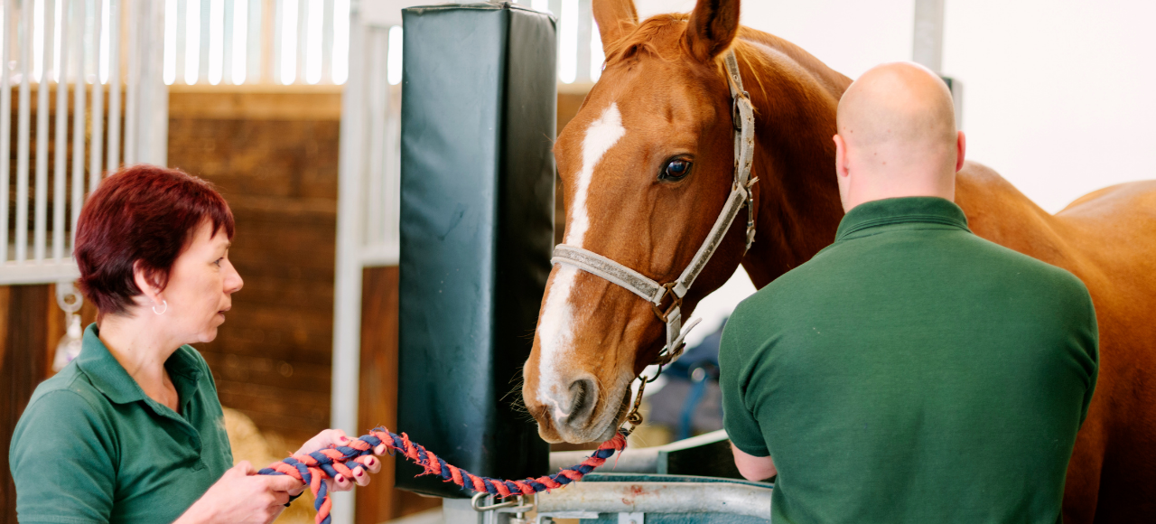 Unveiling the Ideal Care Protocol for Every Horse
