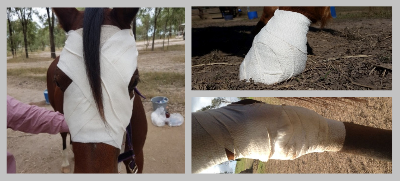 Equine First Aid: Bandaging Strategies for Horse Wounds