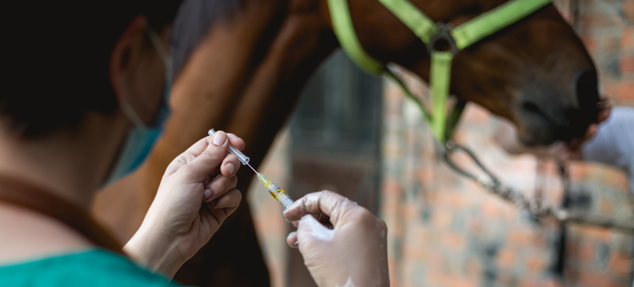 Avoid Unnecessary Medication for your Horse