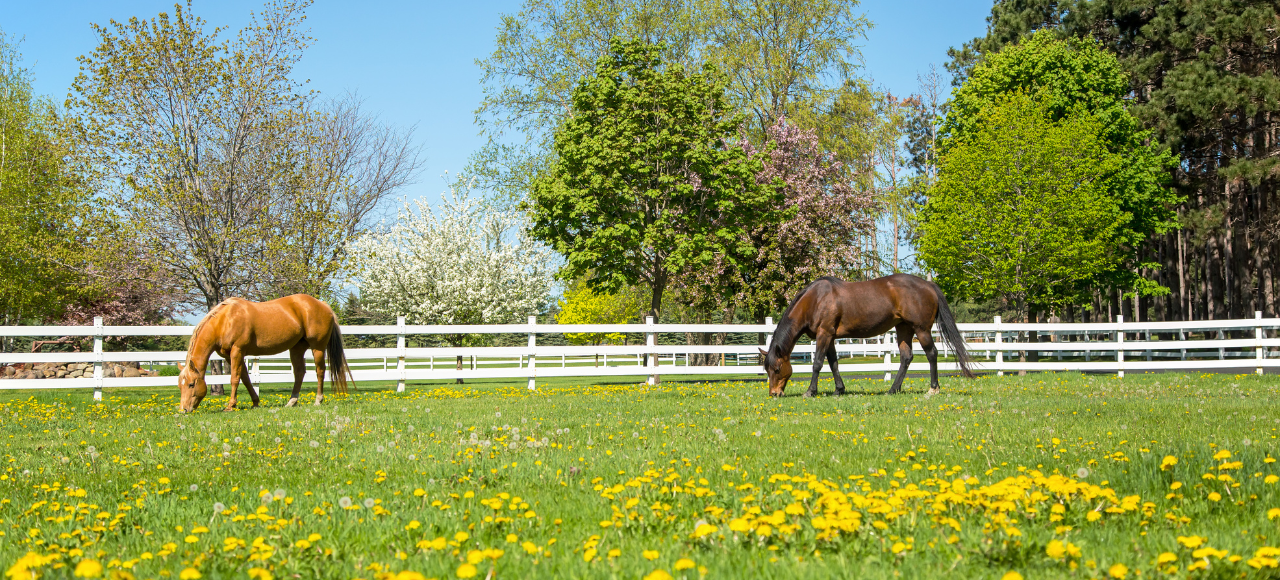 Spring Nutrition for Horses: Balancing Grazing and Health