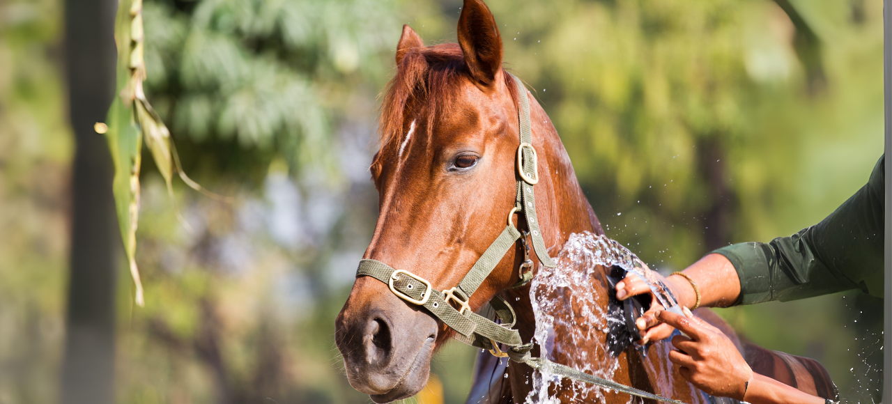 Essential Summer Grooming Tips for Your Horse